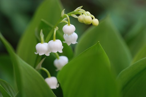純白