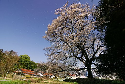月光下の桜