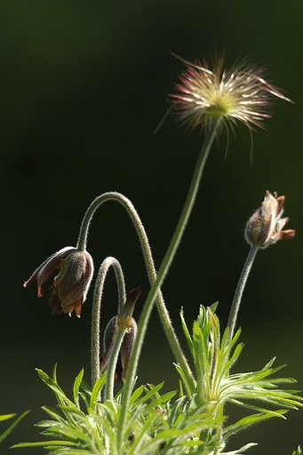 幻の野草