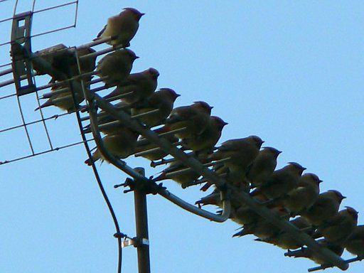 【ザ・ワールド】鳥の世界