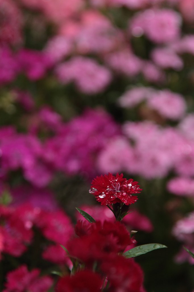 公園の花