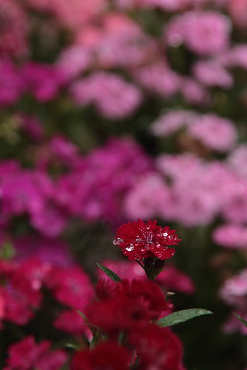 公園の花