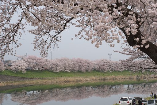 花曇り