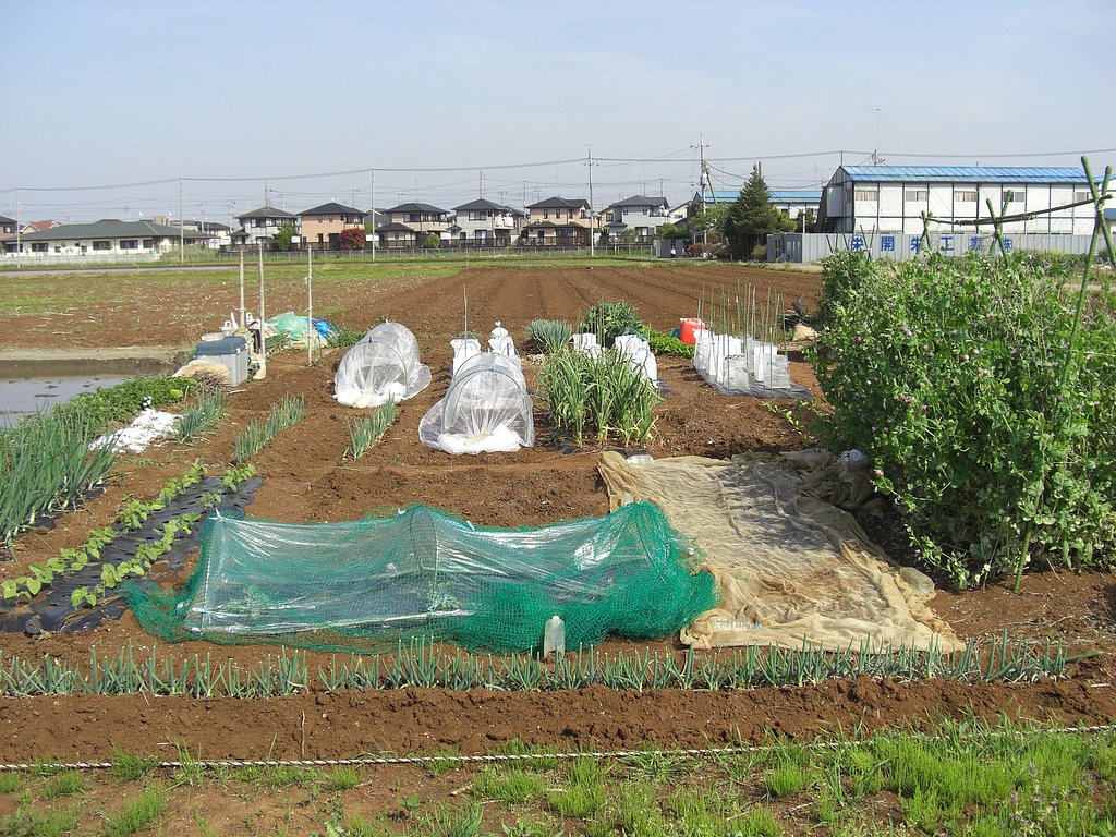我が菜園
