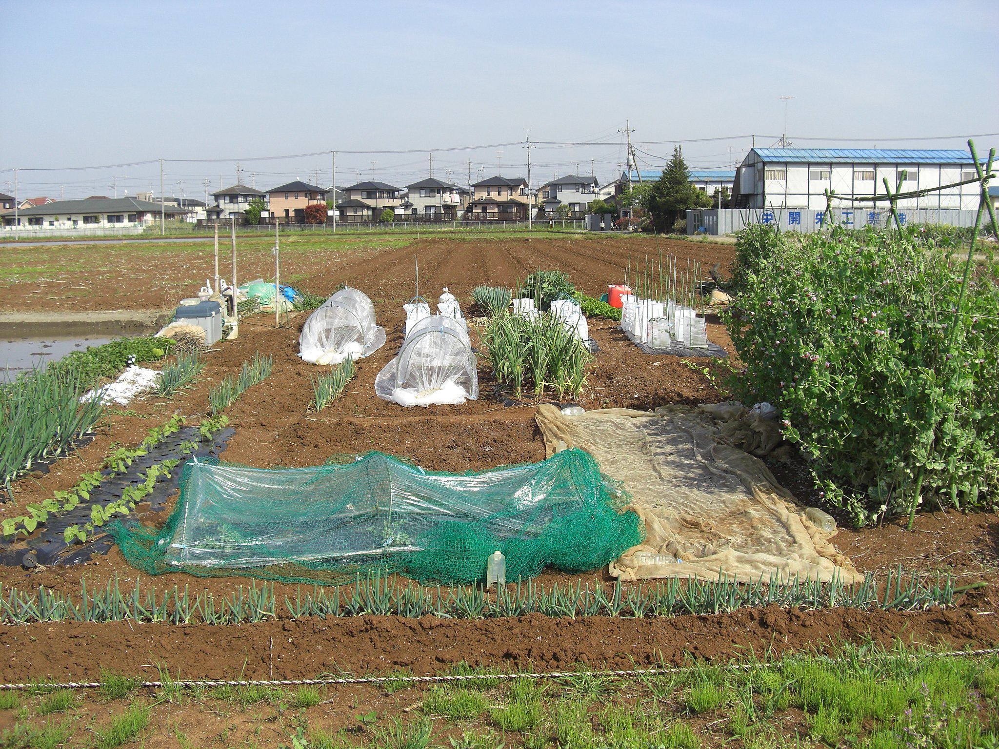 我が菜園