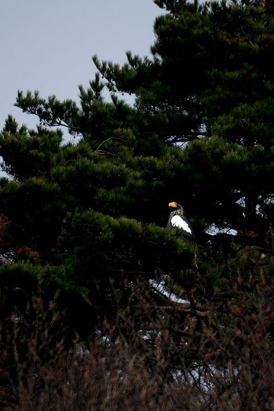 鳥様専用レンズREFLEX500〜オオワシ様やる気無し・・・(--)