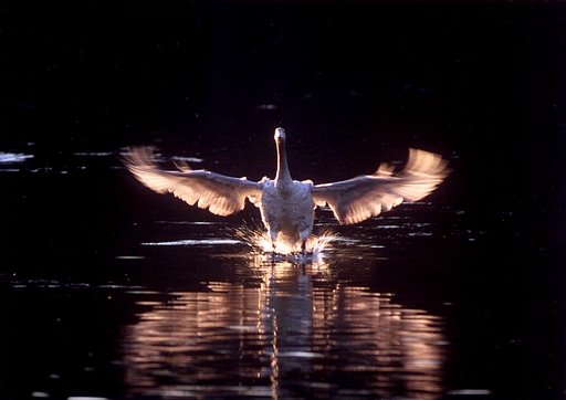 白鳥の着水(大成功)