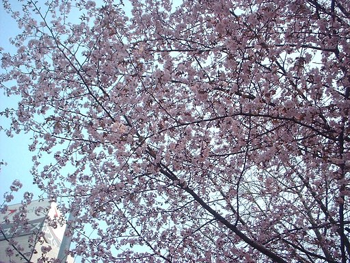 青空と桜