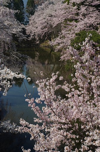お堀 上田城跡