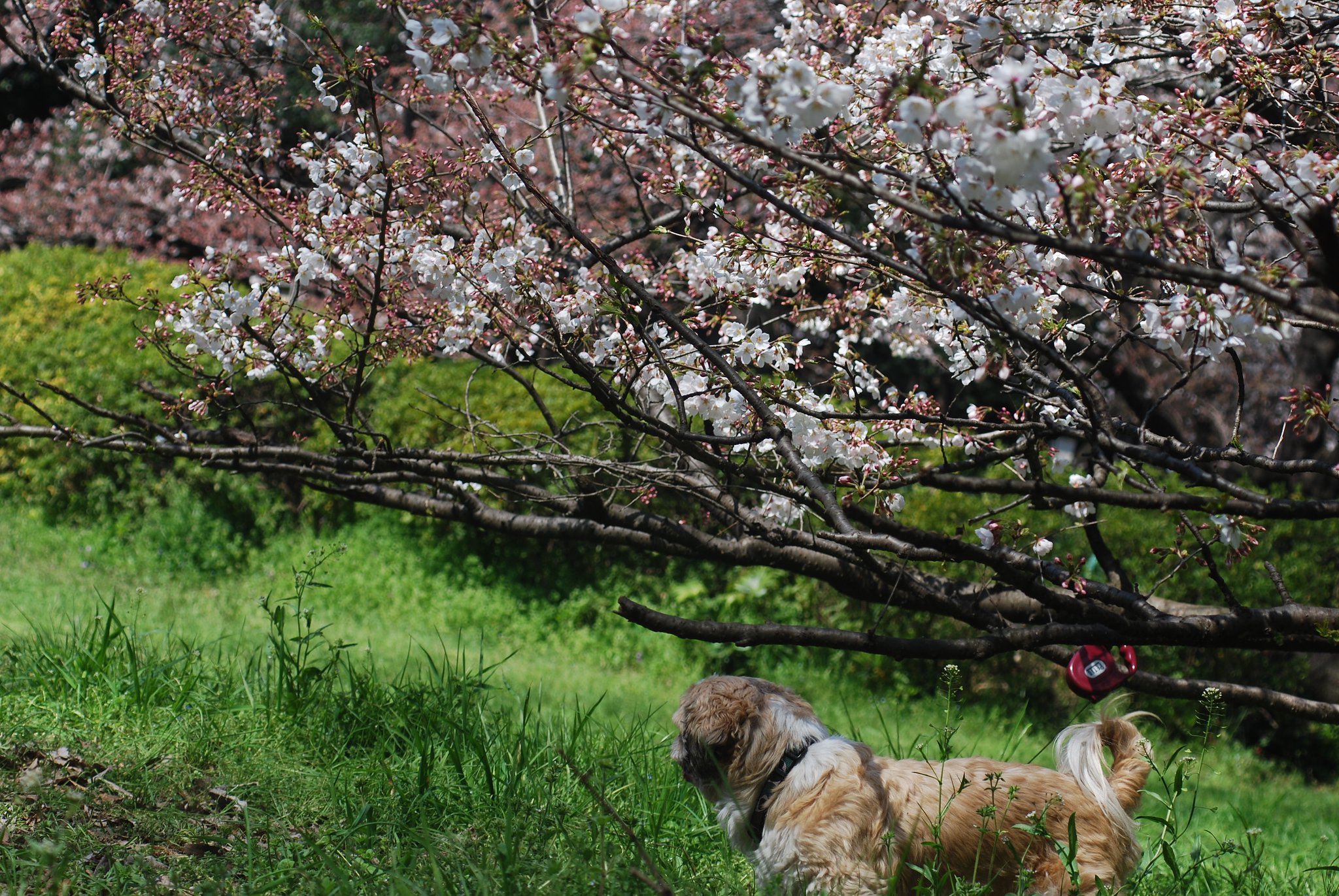 犬と桜