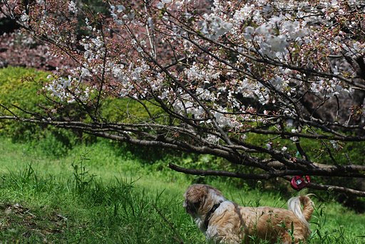 犬と桜