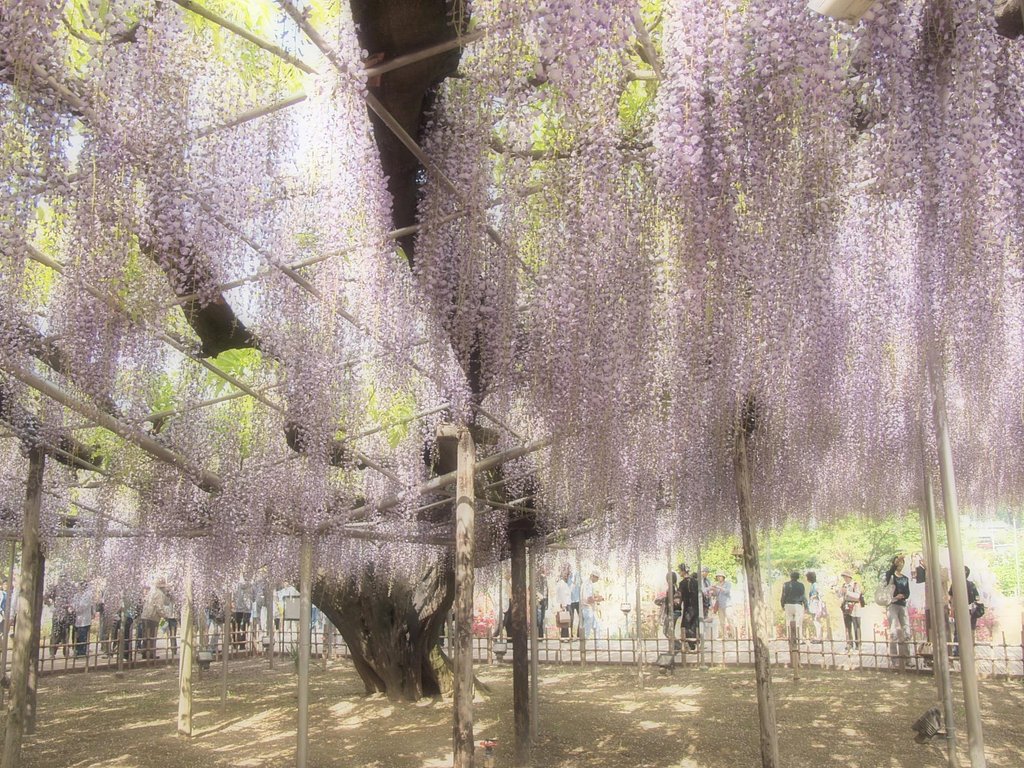 藤物語・・・