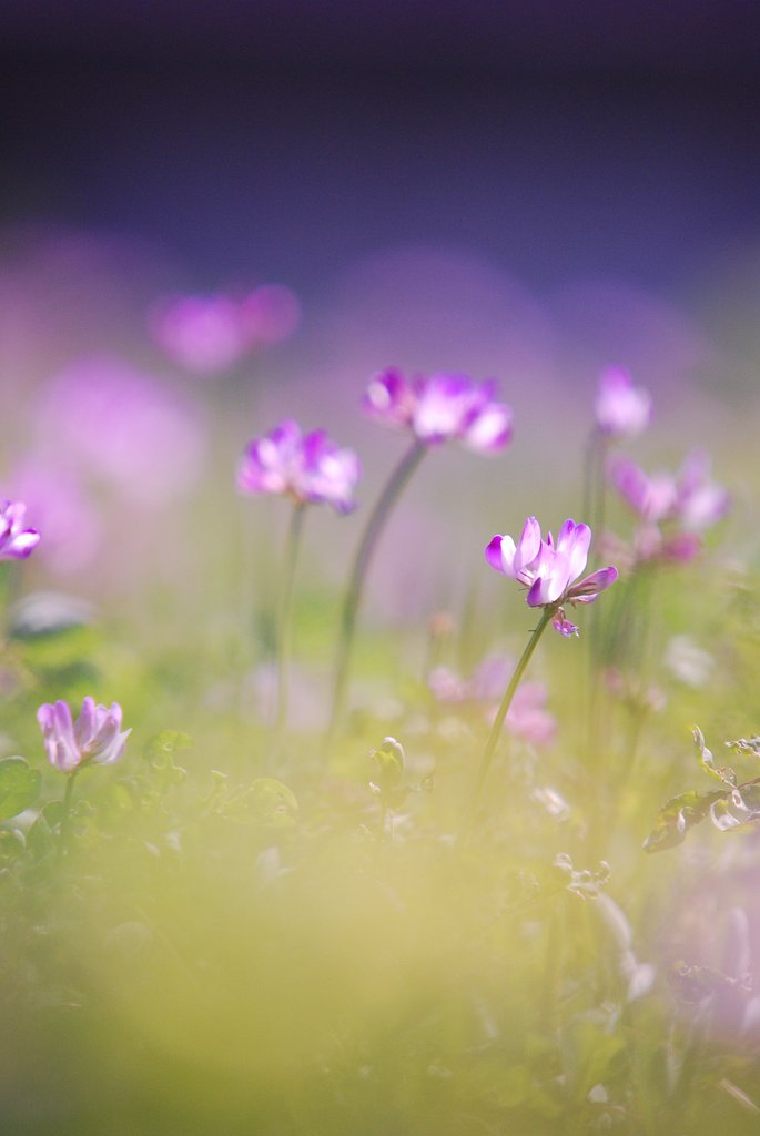 蓮華草