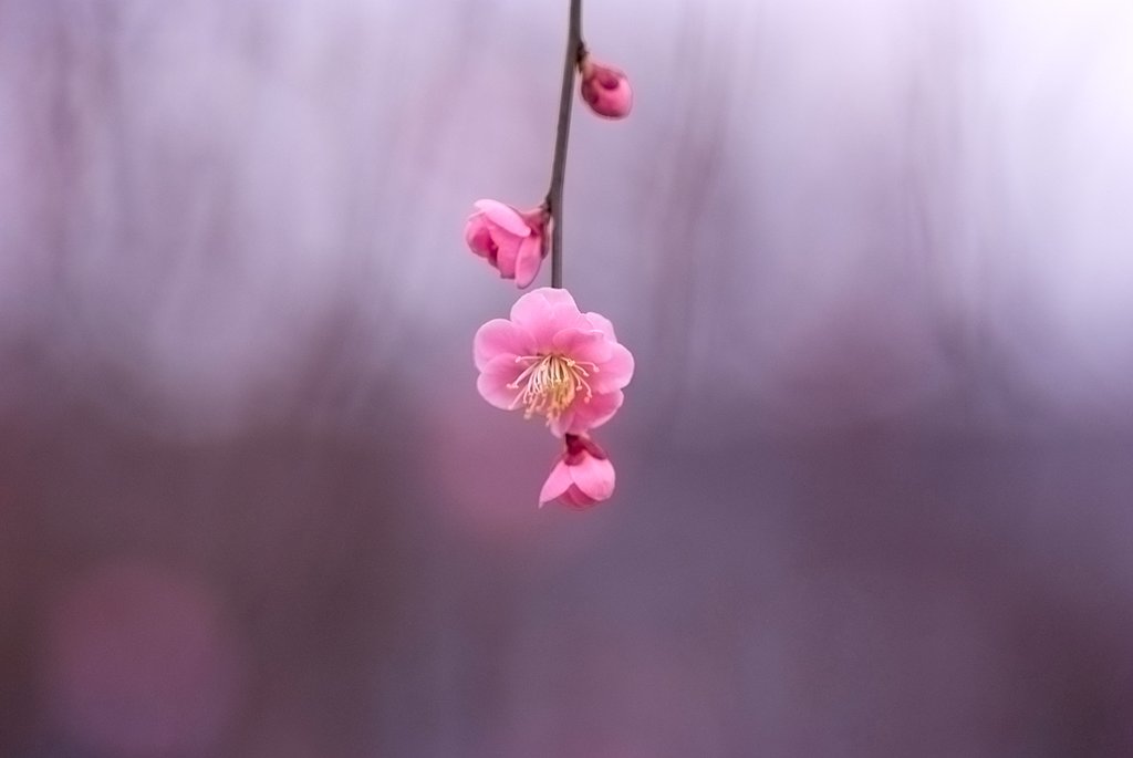 梅一輪その２