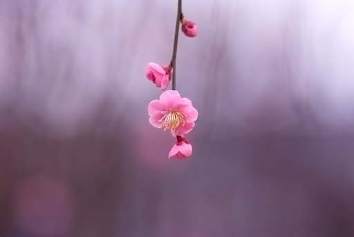 梅一輪その２