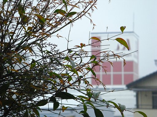 雨です