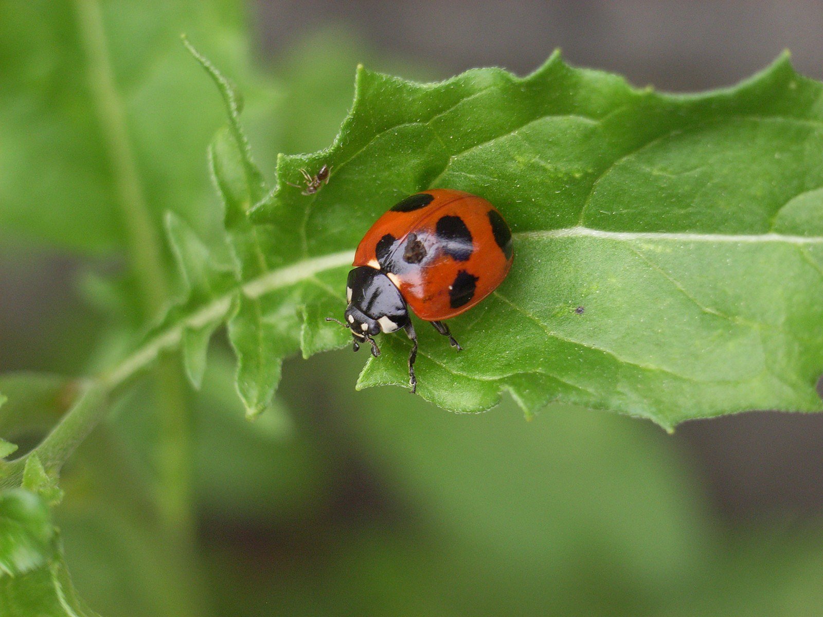 テントウムシとアリ