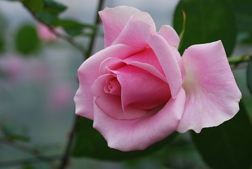 薔薇の花