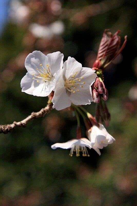 ソメイヨシノ２００９