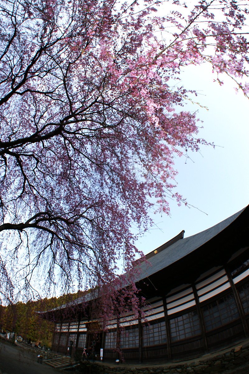 またまたフィッシュアイで桜