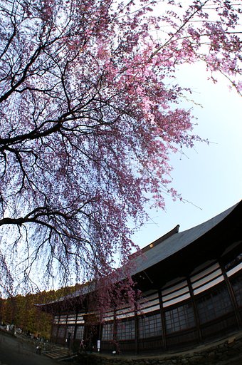 またまたフィッシュアイで桜