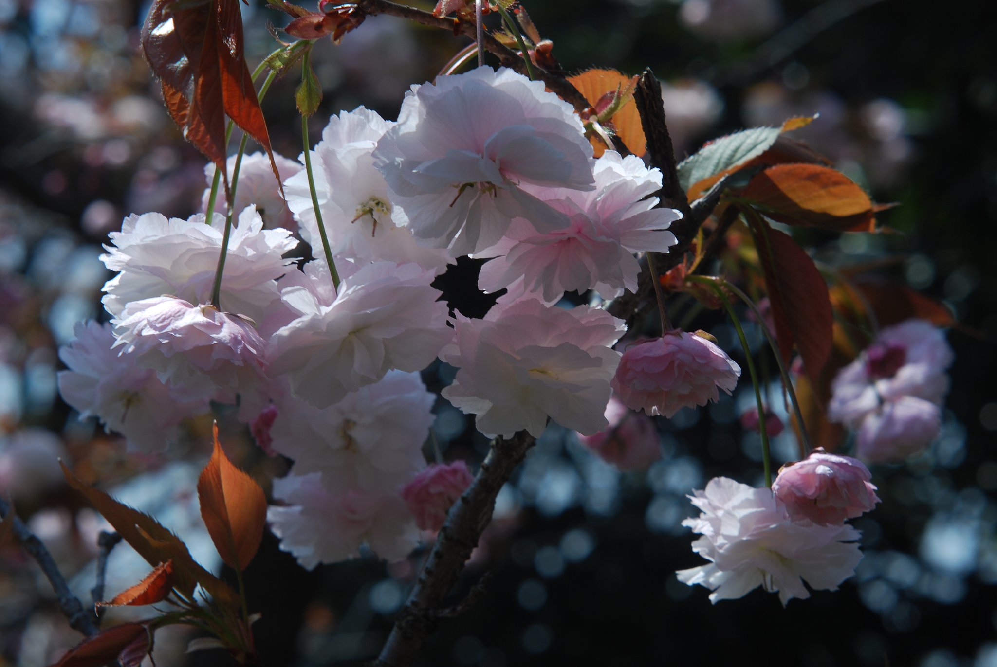 八重桜