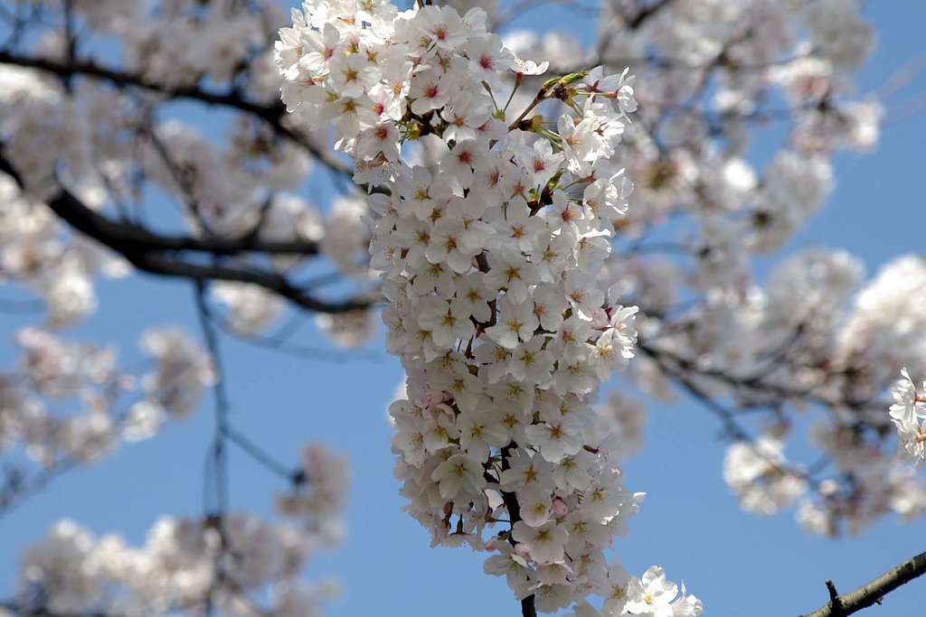 桜満開