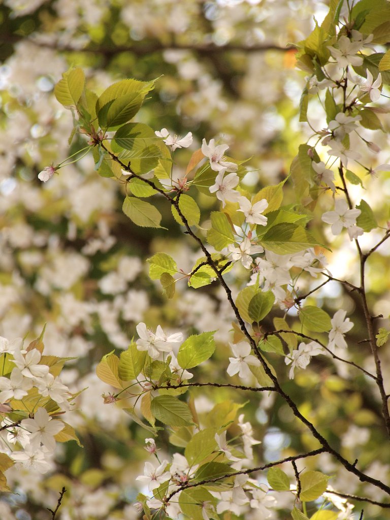 ひっそりと山桜