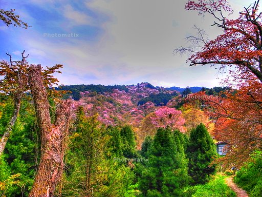 吉野山　Photomatix評価版