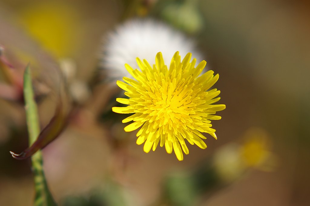 黄色と白の花