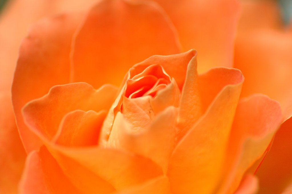 オレンジの薔薇