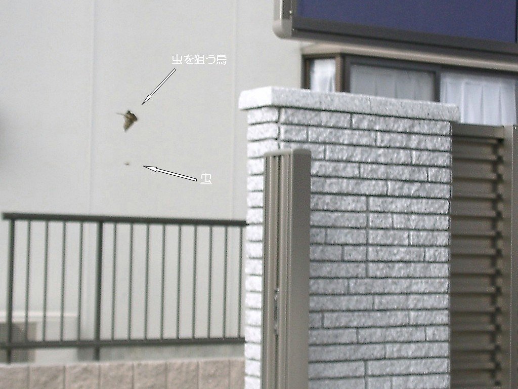 虫を追っかける鳥