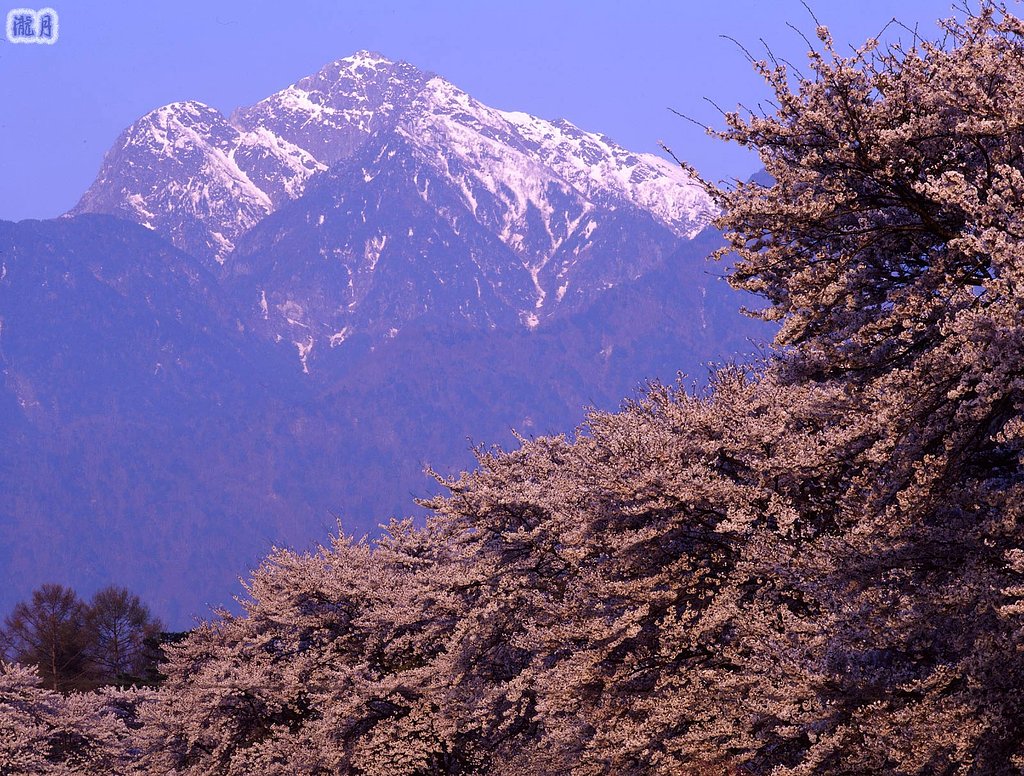 山梨の桜