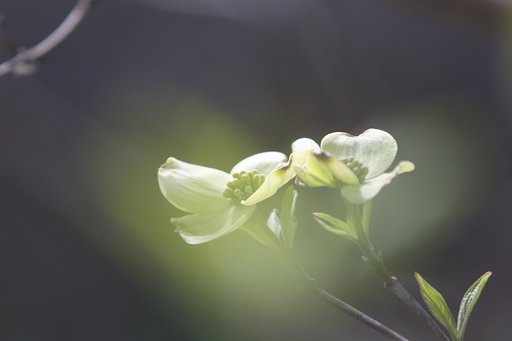 ちょっと朧気に