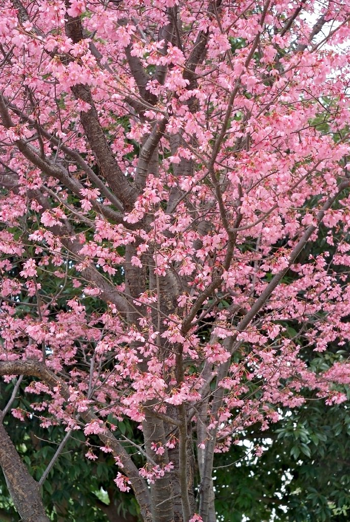 満開の桜
