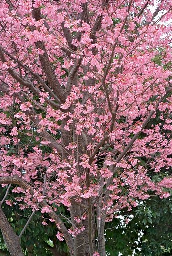 満開の桜