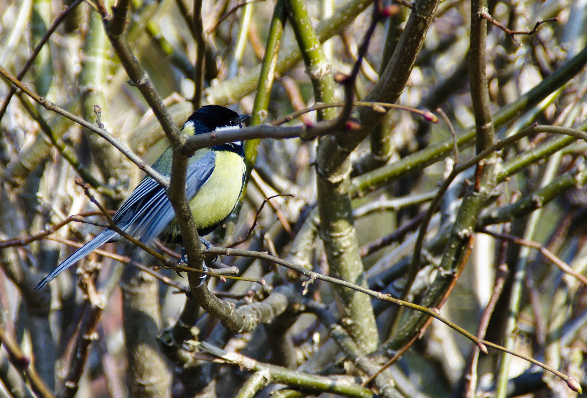 Bird
