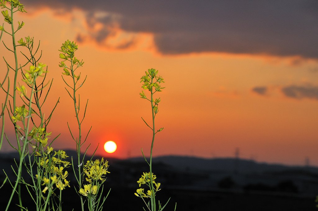 菜花の夕暮れ時