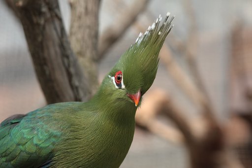 神戸花鳥園第２弾