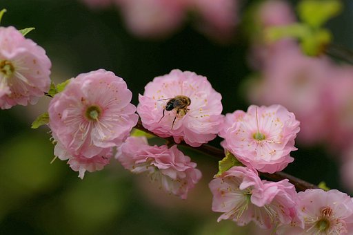英さくら