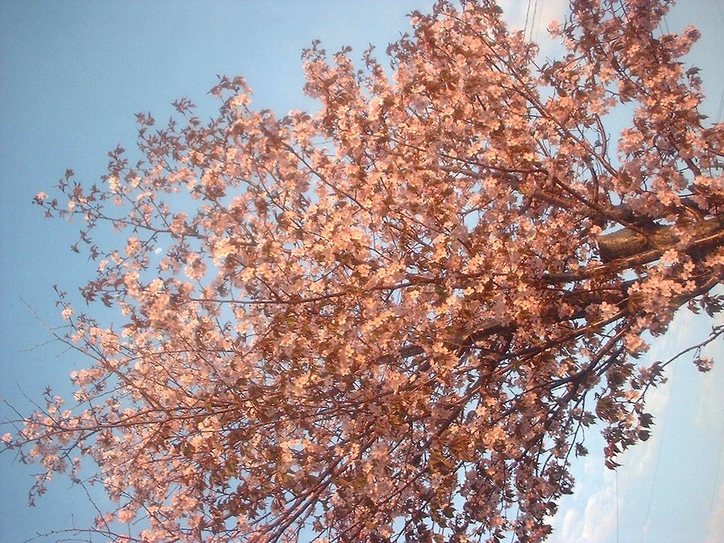 今日の桜♪