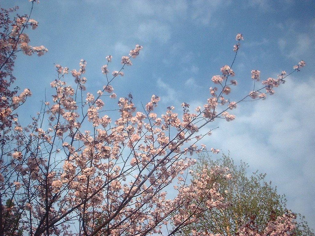 今日のサクラ2