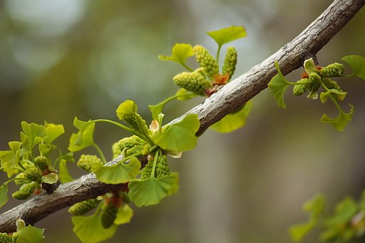イチョウの花