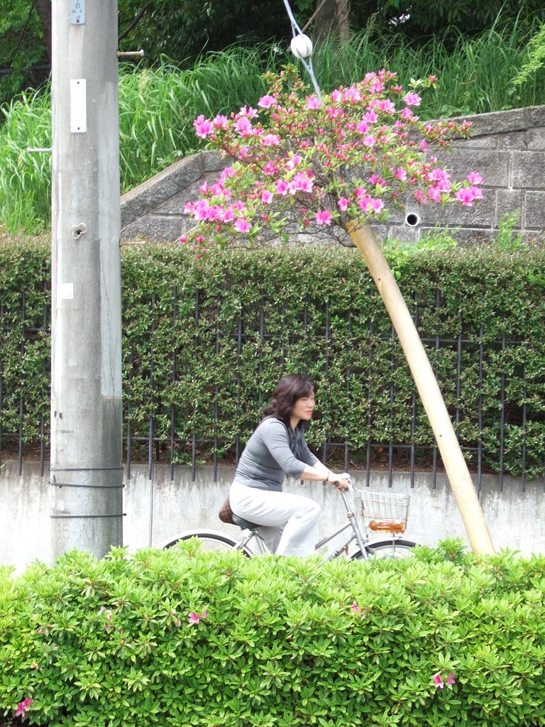 健気な、ど根性ツツジ
