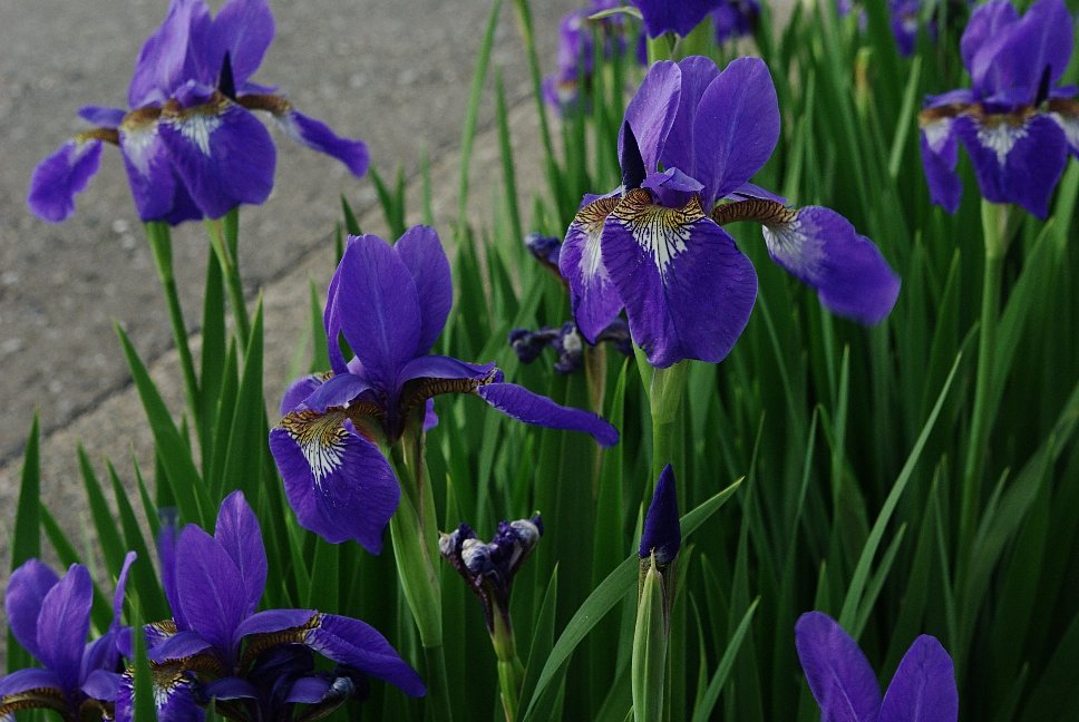 菖蒲