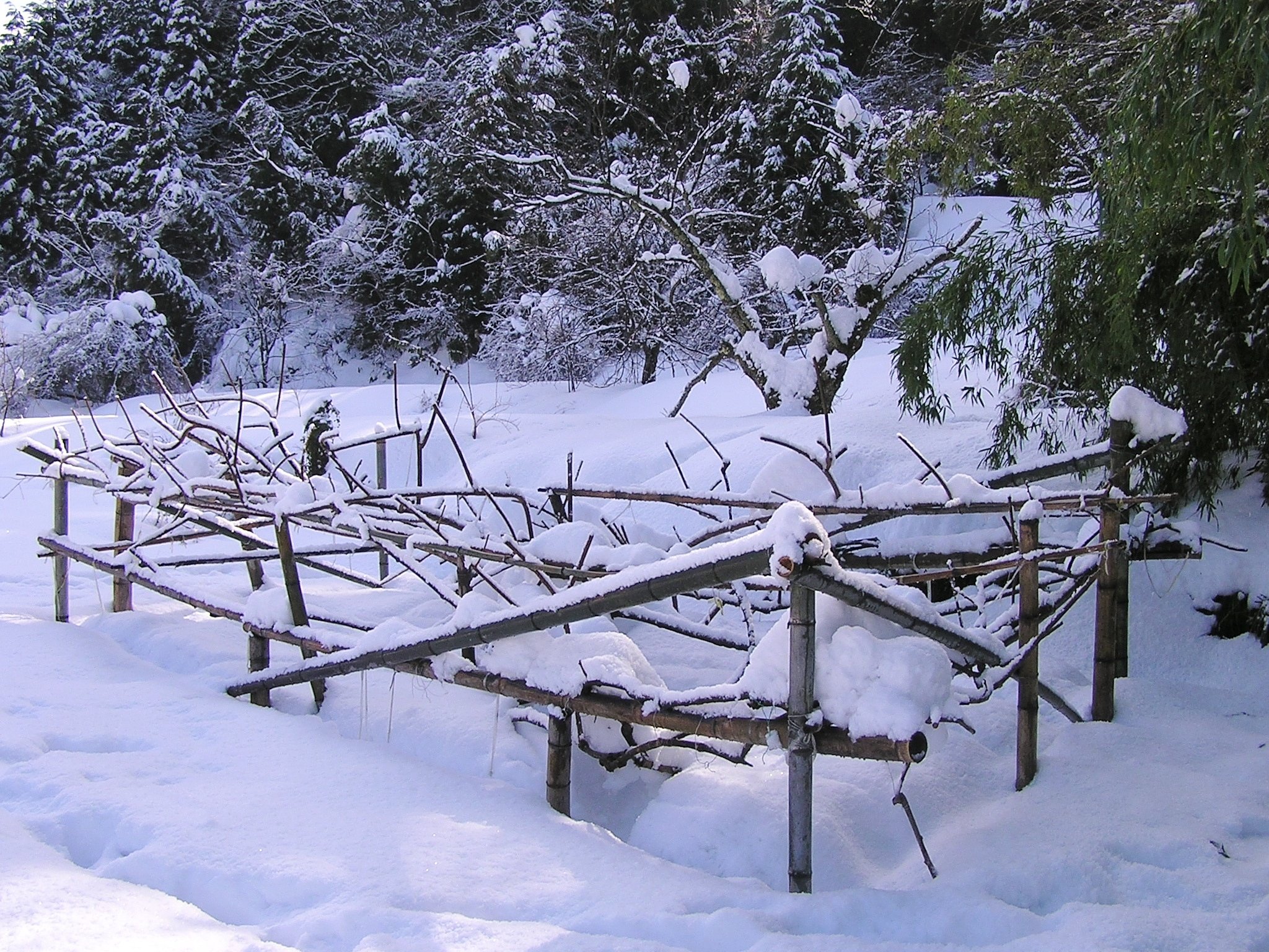 キウイの畑が大雪！