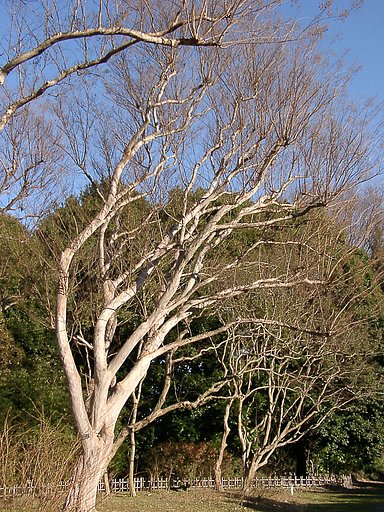 ●初春スケッチ-24 神代植物公園⑫