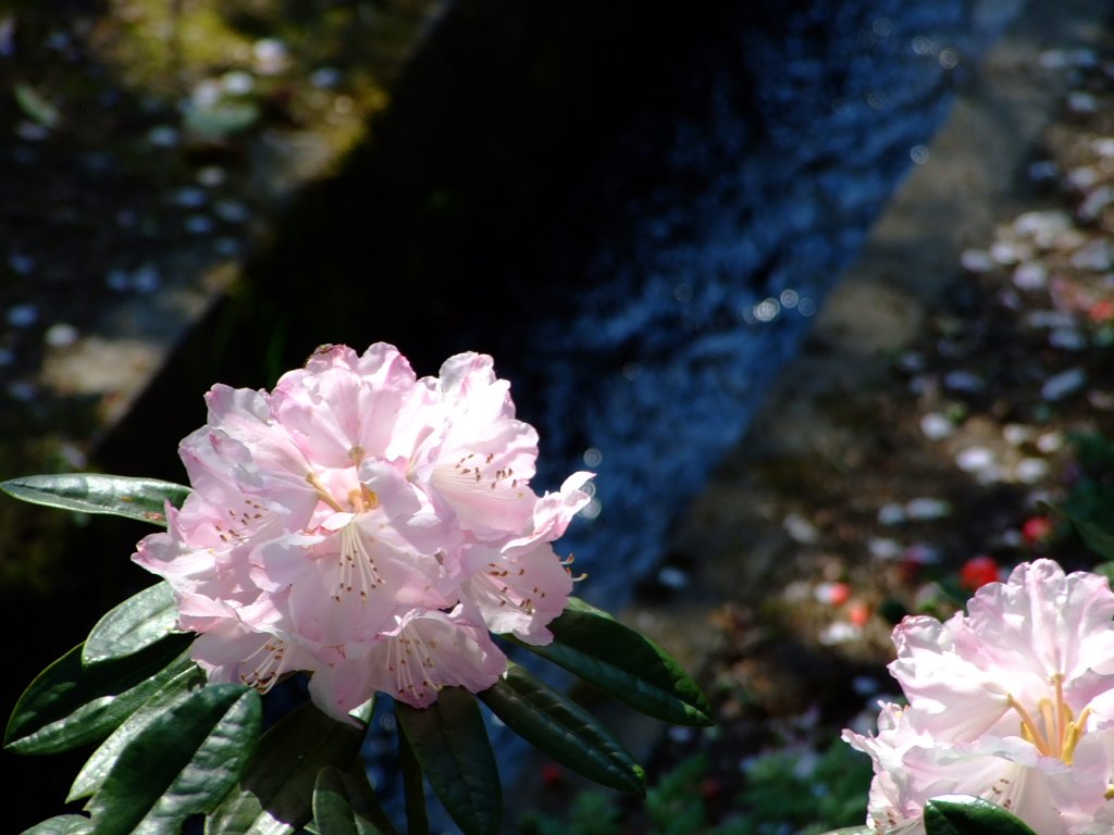 石楠花