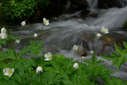 南魚沼の森にて：ニリンソウ