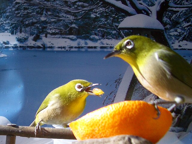 一石二鳥　撮り！！メジロの二人